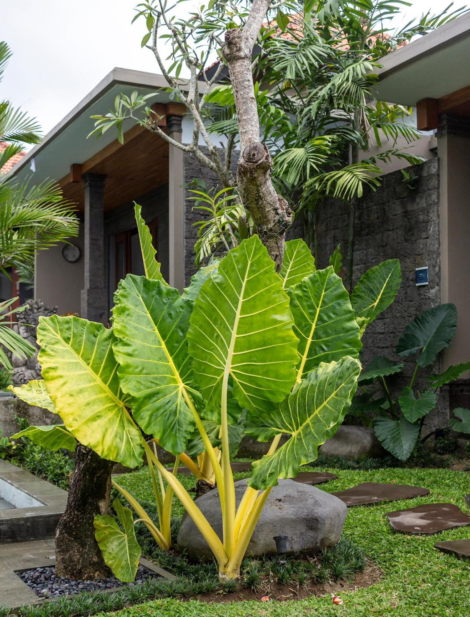 Royal Cottage Private Villa Ubud Zewnętrze zdjęcie